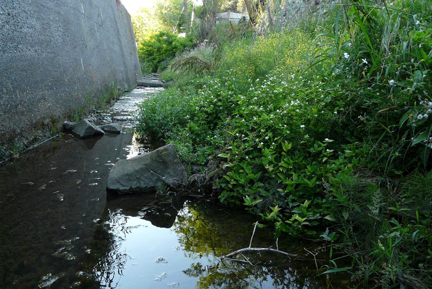 Rio Salivoli (Piombino) - rospi smeraldini in citt!